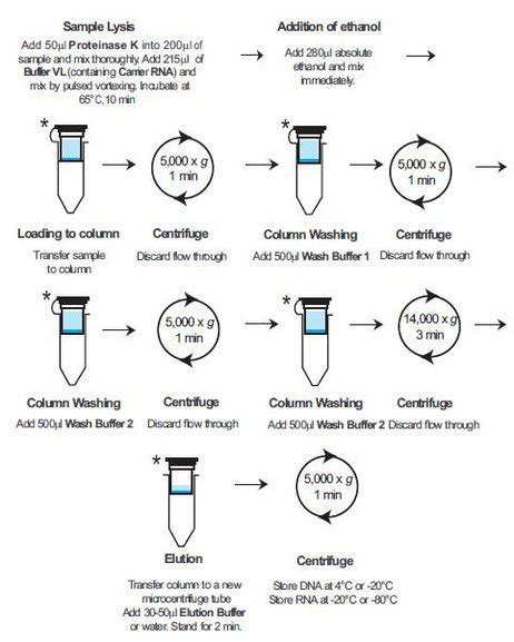 Isolierung viraler DNA/RNA - seraglob