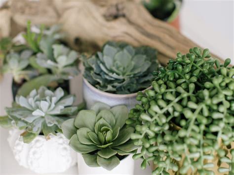 Low-Maintenance Succulents for the Home - EMERSON WILD