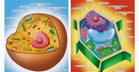 Ciencias Naturales: ESQUEMA CÉLULA VEGETAL Y CÉLULA ANIMAL