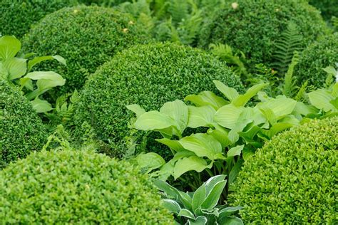 How to Grow Common Box (Buxus sempervirens) | BBC Gardeners World Magazine