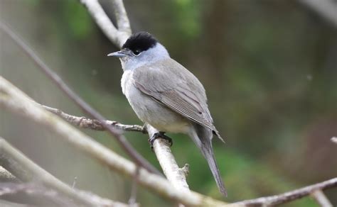 Blackcap Warbler Facts: Identification, Diet, Migration Info etc. - Binocular Base