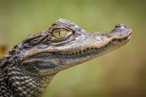 Caimanes: unos aligátores muy familiares