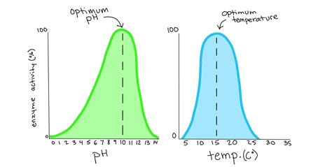 How Does Temperature Impact Enzymes