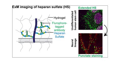 Hedgehog Is Relayed Through Dynamic Heparan Sulfate