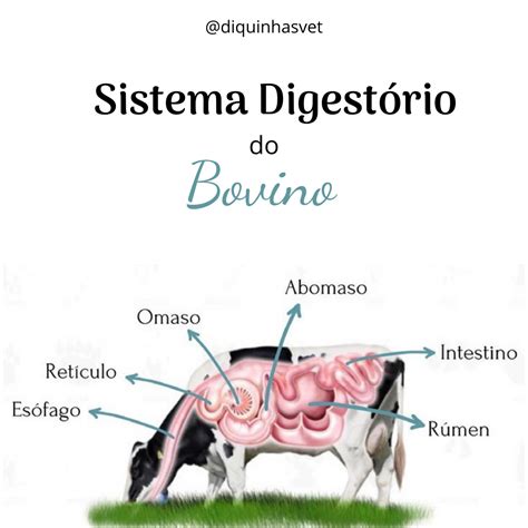 Sistema Digestivo Do Boi - EDUBRAINAZ