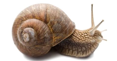 Funny snail Background |Funny Animal