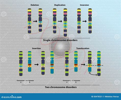 Chromosomal Translocation Stock Illustrations – 9 Chromosomal Translocation Stock Illustrations ...