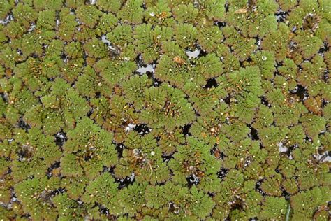 Flora of New Zealand | Taxon Profile | Azolla pinnata