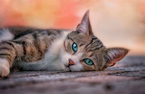 Charming Cat HD Wallpaper