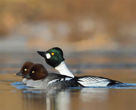 male-and-female-common-goldeneye - Project Upland