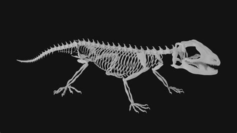 Lizard skeleton 3d model Low Poly - Team 3d Yard