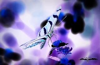 Butterfly art | Photomanipulation, Zebra Butterfly, Canon Re… | Flickr