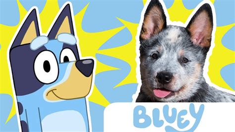 Bluey Characters as REAL LIFE | Disney Jr | Learn The Dogs on Bluey ...