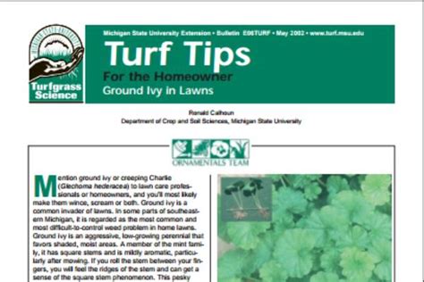 Ground Ivy Control for Home Lawns - MSU Extension