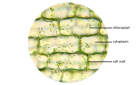 Plant Cells - normal and plasmolyzied: biotexan — LiveJournal