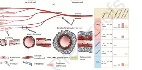 The general structure and types of blood vessels. (a) Schematics of... | Download Scientific Diagram