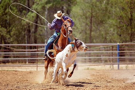 Calf Roping Photograph by Michele Jackson - Fine Art America