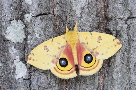 Male Io Moth Displaying Eyespots Photograph by Jeffrey Lepore