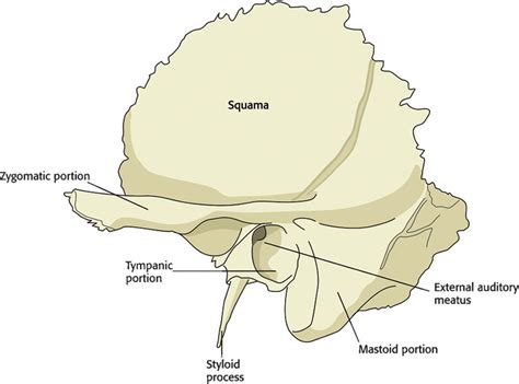 Management Of Temporal Bone Trauma Alpen Patel, Eli Groppo,, 46% OFF