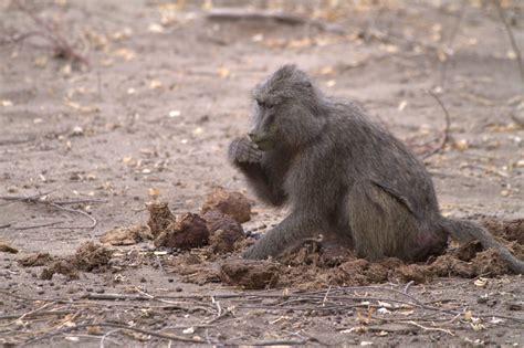 Fichier:Baboon eating elephant dung.jpg — Wikipédia