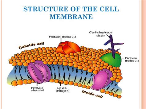 Cell membrane