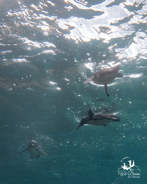 Galapagos-Penguins-swimming-underwater-photo ⋆ We Dream of Travel Blog