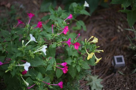 Mirabilis jalapa (Four-o'clock, Marvel-of-Peru) | North Carolina ...