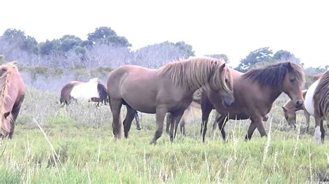 Pin Horse Matings on Pinterest