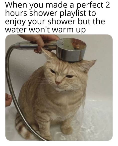 Day 7 of posting random cat memes : r/memes