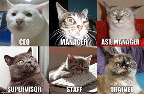 Funny Cat Memes About Work