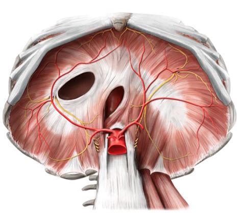 Aortic Hiatus