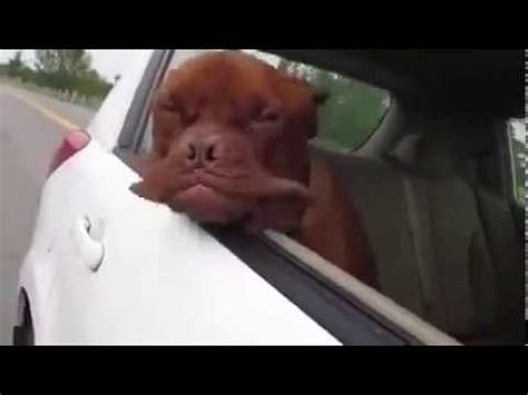 Dog's Lips Flapping in the wind - Funny Video - YouTube