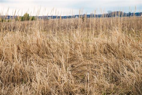 Field with a dry grass in the afternoon | Stock image | Colourbox