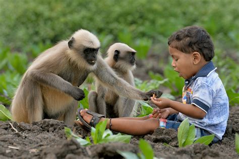 Boy, 10, dies in vicious monkey attack outside temple in western India | The Independent