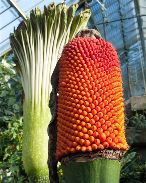 The giant, pongy plant: Titan arum | Kew