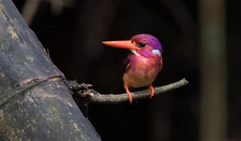 This rare kingfisher will bring some colour to your life - Australian Geographic