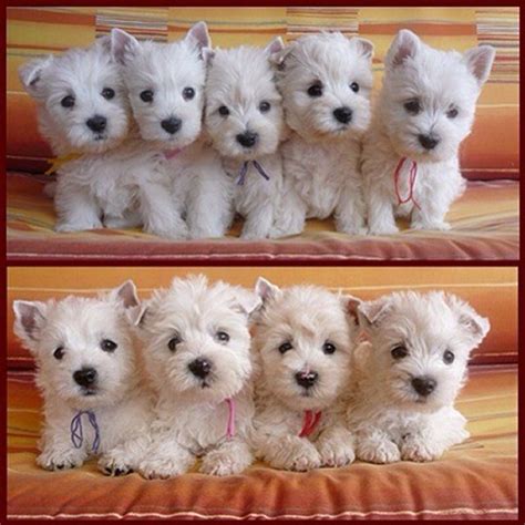 Black Westie Puppies For Sale Uk