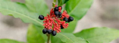 SarpagAndha Benefits And Its Side Effects | Lybrate