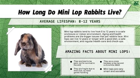 Mini Lop Rabbit Lifespan: How Long Do Mini Lop Rabbits Live? - A-Z Animals