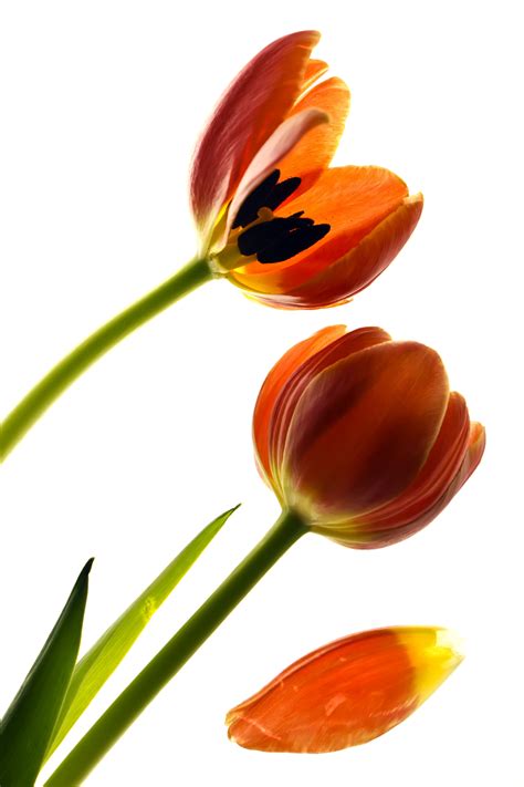 Three orange Tulips HD wallpaper | Wallpaper Flare