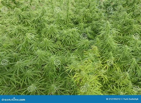 Female Cannabis Bush Growing in the Field, Buds Flowering Stock Photo ...