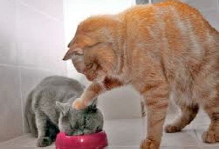 cat food bullying