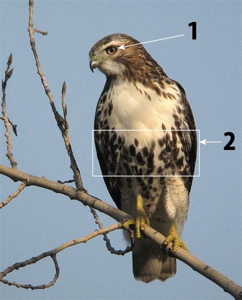 Histoires de Faucons à l'Université: Les oiseaux de proie à Montréal