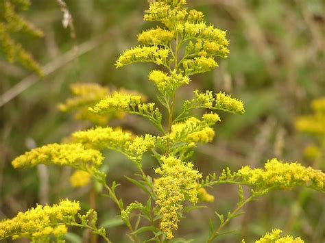 Ragweed Season is Peaking in Atlanta, Pollen Count High: Atlanta ENT ...