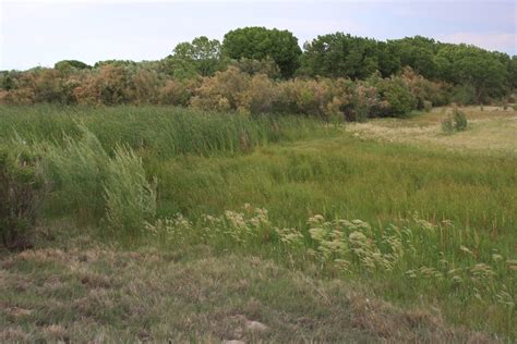 Habitat of New Mexico Meadow Jumping Mouse (Zapus hudsonius luteus) - a ...