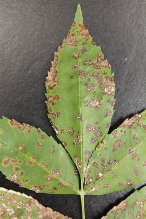 Ash Leaf Spot on Green Ash Trees in Kansas | K-State Turf and Landscape Blog