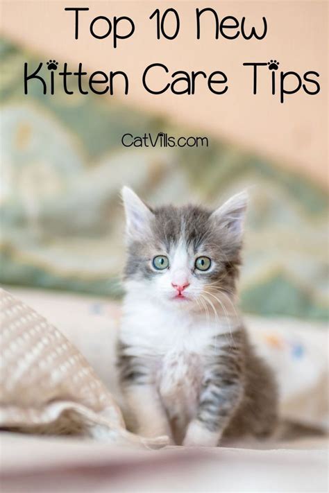 Top 10 New Kitten Care Tips You Need to Know | Kitten care, New kitten ...