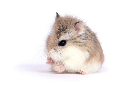 Roborovski Dwarf Hamster Colors