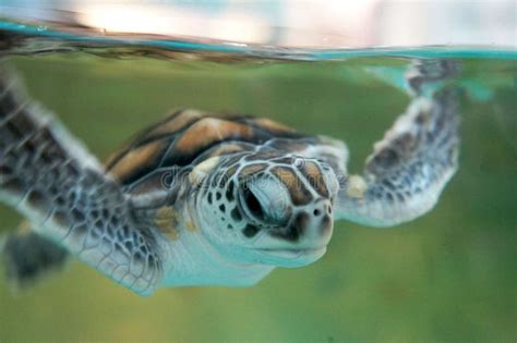 Baby Turtle Keep In The Breeding Aquarium. Stock Image - Image of beauty, aquatic: 139094769