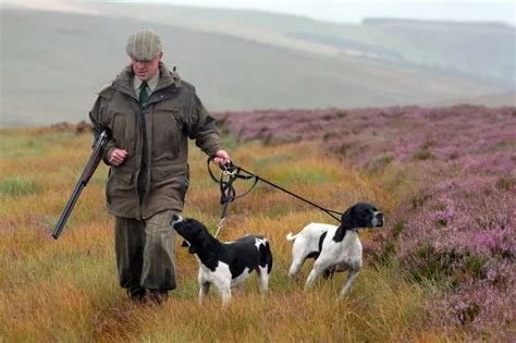 End the suffering and death on Scottish Moors - insider.co.uk ...